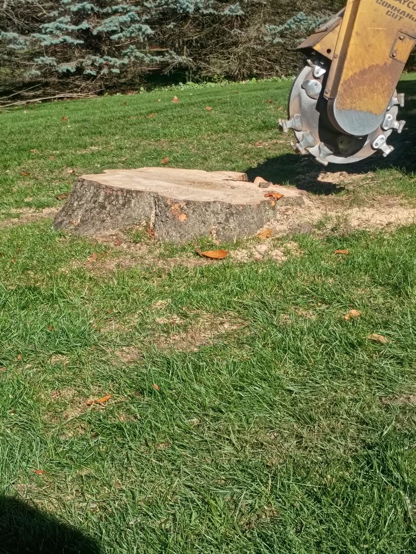 Large oak stump ready for grinding in Fenton, Michigan